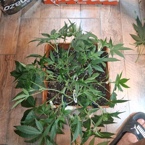2 Rainbow maker Bsf  growlog photo: 01.30 hs Lst y defo necesarias en las rainbow