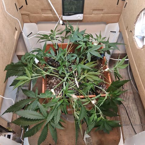 2 Rainbow maker Bsf  growlog photo: 01.30 hs Lst y defo necesarias en las rainbow