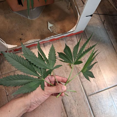 2 Rainbow maker Bsf  growlog photo: 01.30 hs Lst y defo necesarias en las rainbow
