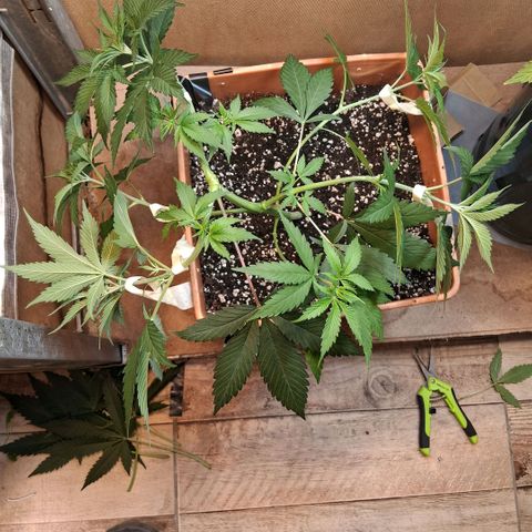 2 Rainbow maker Bsf  growlog photo: 01.30 hs Lst y defo necesarias en las rainbow