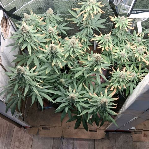 3 Critical Orange Punch growlog photo: despues del riego ya seria el ultimo abonado esperando q puedan compactar y cerrar con buen peso final...