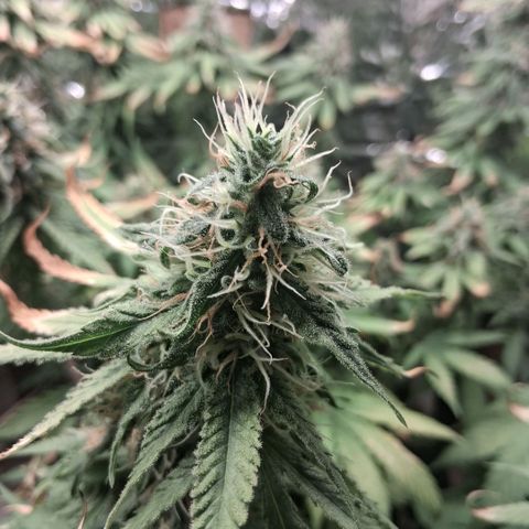 3 Critical Orange Punch growlog photo: despues del riego ya seria el ultimo abonado esperando q puedan compactar y cerrar con buen peso final...