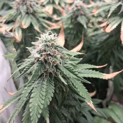 3 Critical Orange Punch growlog photo: despues del riego ya seria el ultimo abonado esperando q puedan compactar y cerrar con buen peso final...