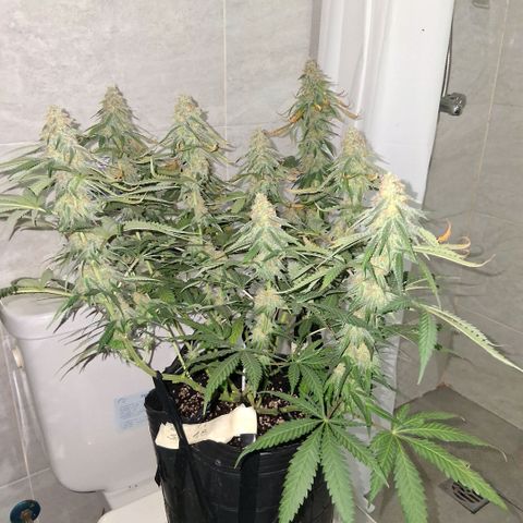 3 Critical Orange Punch growlog photo: despues del riego ya seria el ultimo abonado esperando q puedan compactar y cerrar con buen peso final...