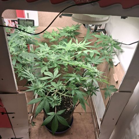 2 Egypto Indian seeds growlog photo: 00.00 hs sin signos de excesos
