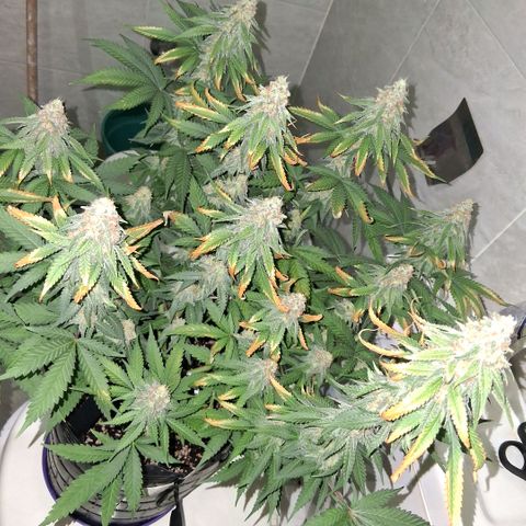 3 Critical Orange Punch growlog photo: despues del riego ya seria el ultimo abonado esperando q puedan compactar y cerrar con buen peso final...