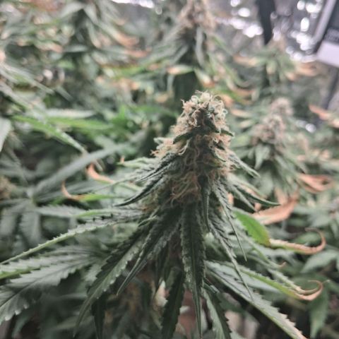 3 Critical Orange Punch growlog photo: despues del riego ya seria el ultimo abonado esperando q puedan compactar y cerrar con buen peso final...