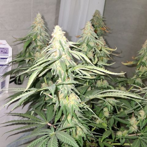 3 Critical Orange Punch growlog photo: despues del riego ya seria el ultimo abonado esperando q puedan compactar y cerrar con buen peso final...