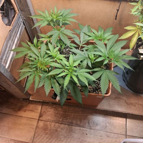 2 Rainbow maker Bsf  growlog photo: 00.00 hs 