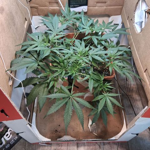 2 Rainbow maker Bsf  growlog photo: 00.00 hs 