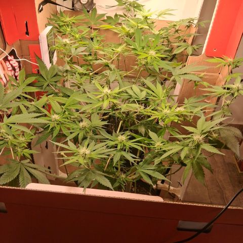 2 Egypto Indian seeds growlog photo: 00.00 hs sin signos de excesos