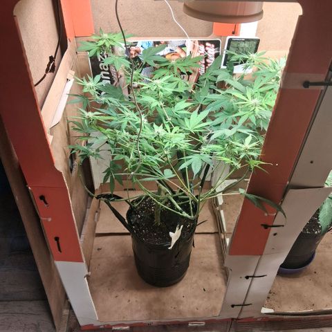 2 Egypto Indian seeds growlog photo: 00.00 hs sin signos de excesos
