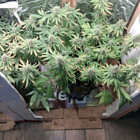 3 Critical Orange Punch growlog photo: despues del riego ya seria el ultimo abonado esperando q puedan compactar y cerrar con buen peso final...