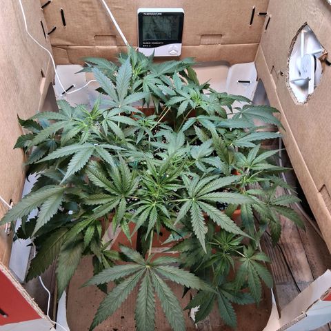 2 Rainbow maker Bsf  growlog photo: 23 hs 