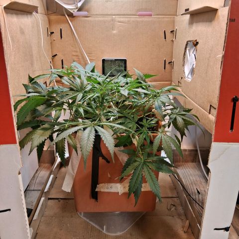 2 Rainbow maker Bsf  growlog photo: 23 hs 