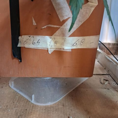 2 Rainbow maker Bsf  growlog photo: 23 hs 
