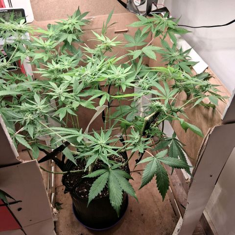 2 Egypto Indian seeds growlog photo: 23 hs 