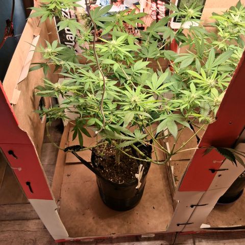 2 Egypto Indian seeds growlog photo: 23 hs 