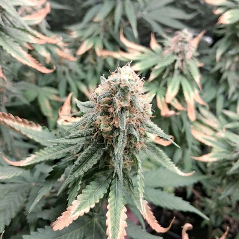 3 Critical Orange Punch growlog photo: 23 hs 