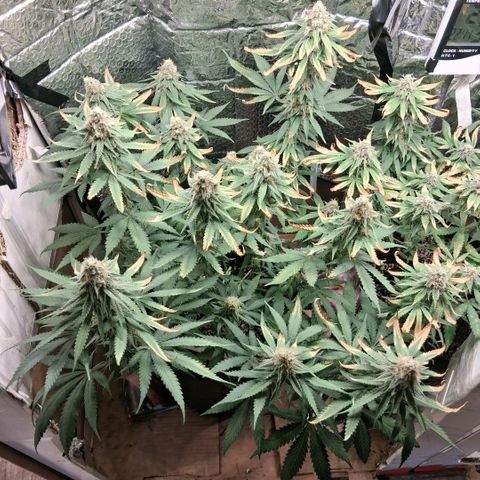 3 Critical Orange Punch growlog photo: 23 hs 