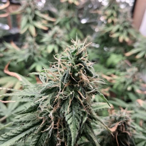 3 Critical Orange Punch growlog photo: 23 hs 