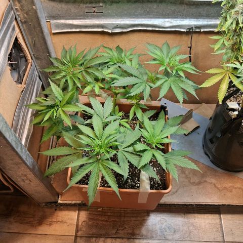 2 Rainbow maker Bsf  growlog photo: 23 hs rainbow Foto