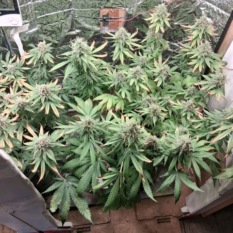 3 Critical Orange Punch growlog photo: 23 hs 