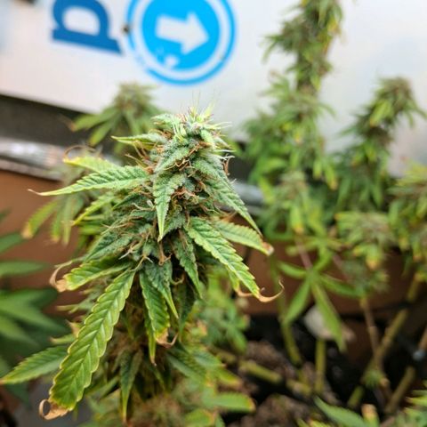 2 Auto Power Plant growlog photo: 23 hs pp2 que quiere seguir tirando pistilos 