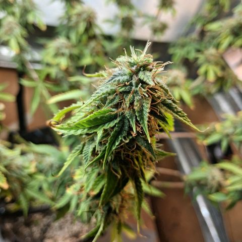 2 Auto Power Plant growlog photo: 23 hs pp2 que quiere seguir tirando pistilos 