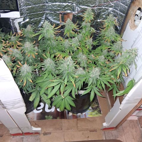3 Critical Orange Punch growlog photo: 20.30 hs