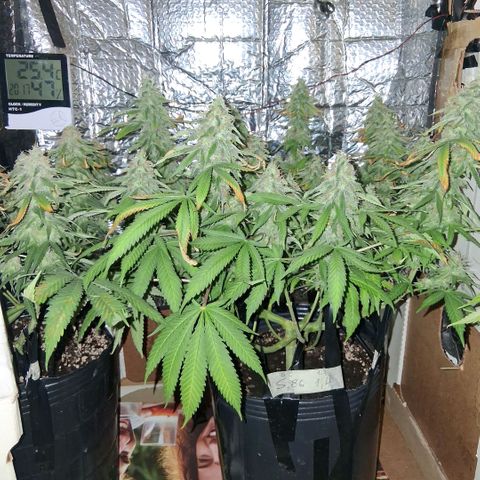 3 Critical Orange Punch growlog photo: 20.30 hs
