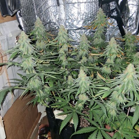 3 Critical Orange Punch growlog photo: 20.30 hs