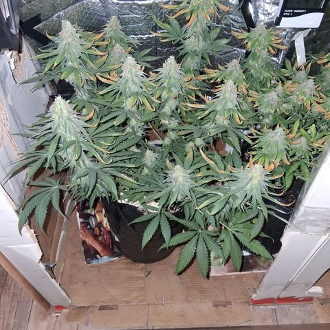 3 Critical Orange Punch growlog photo: 20.30 hs