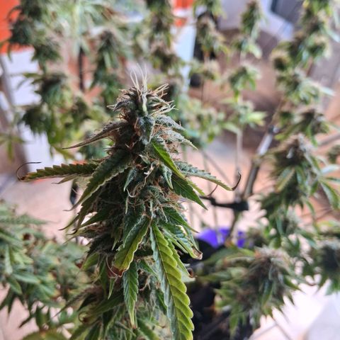 2 Auto Power Plant growlog photo: 20.30 hs pp2 sigue tirando pistilos blancos