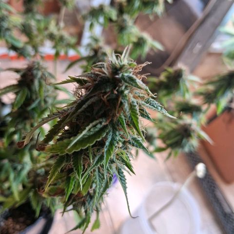 2 Auto Power Plant growlog photo: 20.30 hs pp2 sigue tirando pistilos blancos