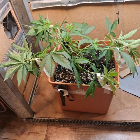 2 Rainbow maker Bsf  growlog photo: 20 hs Lst a la foto periodica desp del riego con shanti