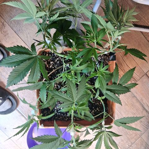 2 Rainbow maker Bsf  growlog photo: 20 hs Lst a la foto periodica desp del riego con shanti