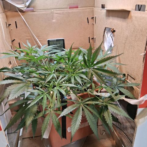 2 Rainbow maker Bsf  growlog photo: 20 hs rainbow auto