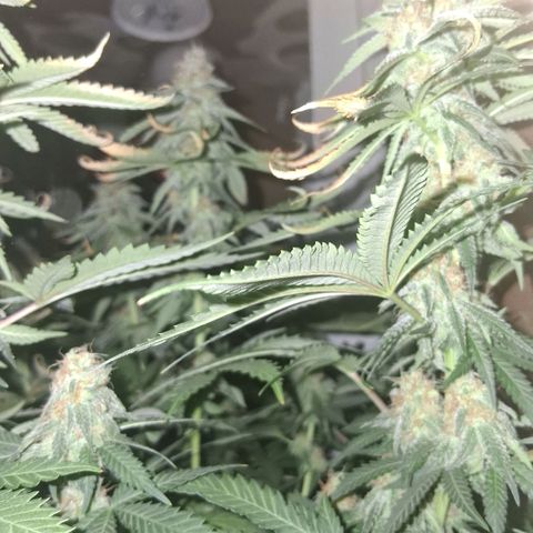 3 Critical Orange Punch growlog photo: 12 hs 