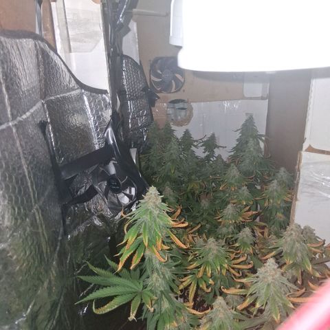 3 Critical Orange Punch growlog photo: 12 hs 