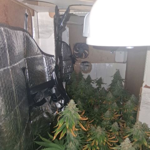 3 Critical Orange Punch growlog photo: 12 hs 