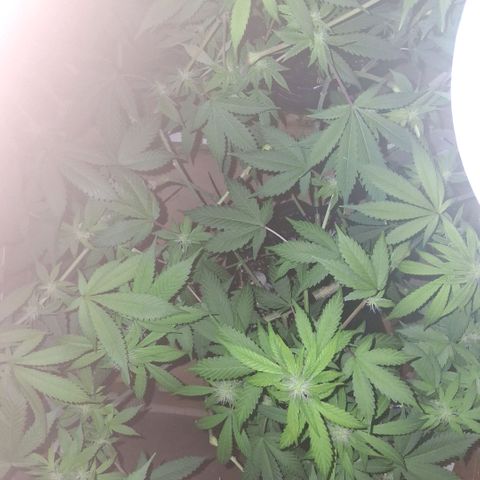2 Egypto Indian seeds growlog photo: 12 hs