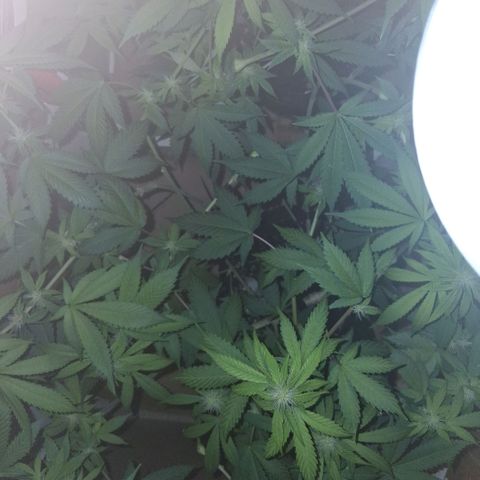 2 Egypto Indian seeds growlog photo: 12 hs
