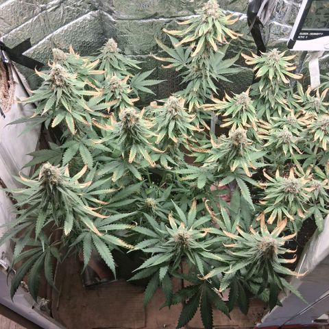 3 Critical Orange Punch growlog photo: 22.30 hs
