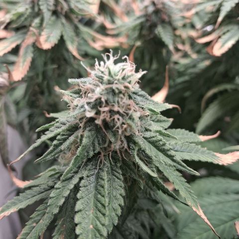 3 Critical Orange Punch growlog photo: 22.30 hs