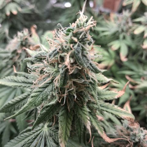 3 Critical Orange Punch growlog photo: 22.30 hs