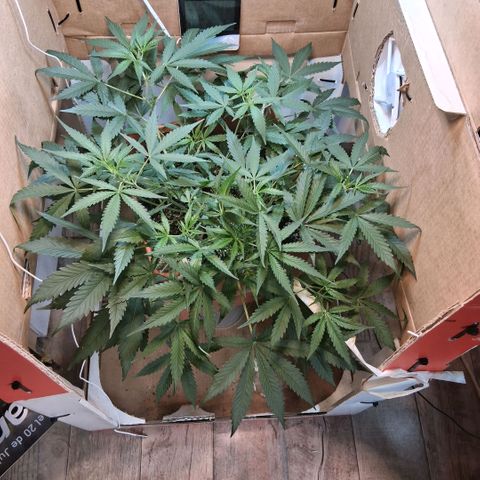 2 Rainbow maker Bsf  growlog photo: 22.30 hs