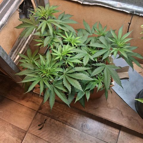 2 Rainbow maker Bsf  growlog photo: 22.30 hs
