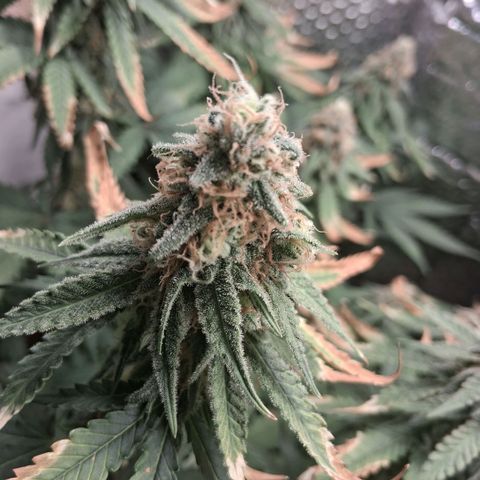 3 Critical Orange Punch growlog photo: 22.30 hs