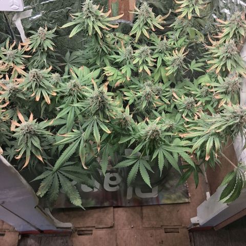 3 Critical Orange Punch growlog photo: 22.30 hs